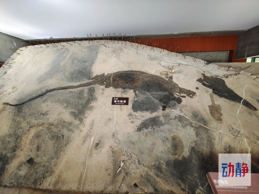 兴义国家地质公园博物馆的镇馆之宝——贵州鱼龙化石