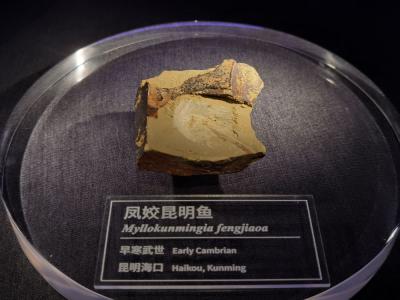 国际博物馆日：探访5.18亿年前的古生物化石博物馆