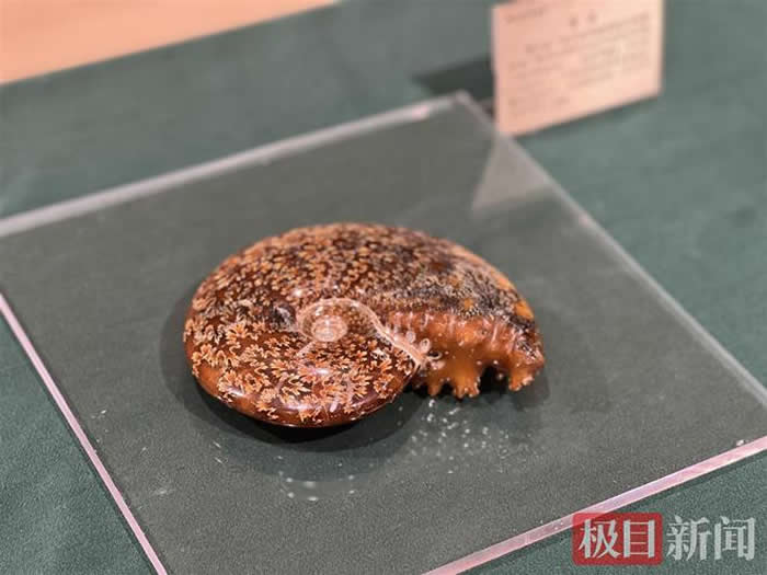 武汉市“览地质瑰宝 探地球奥秘”地质标本展