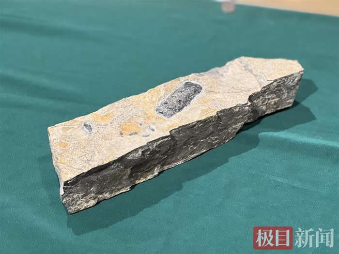 �人�С������ʹ屦 ̽������ء����ʱ걾չ