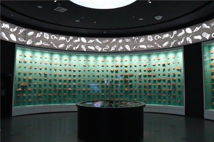 走进澄江化石地自然遗产博物馆 聆听生命的故事