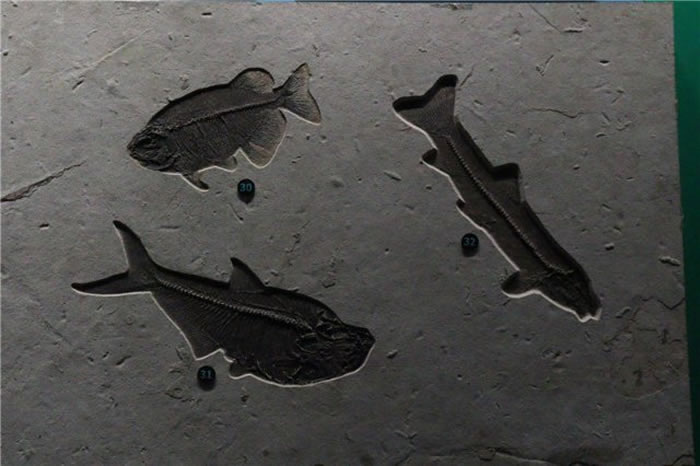 �߽��ν���ʯ����Ȼ�Ų������ ���������Ĺ���