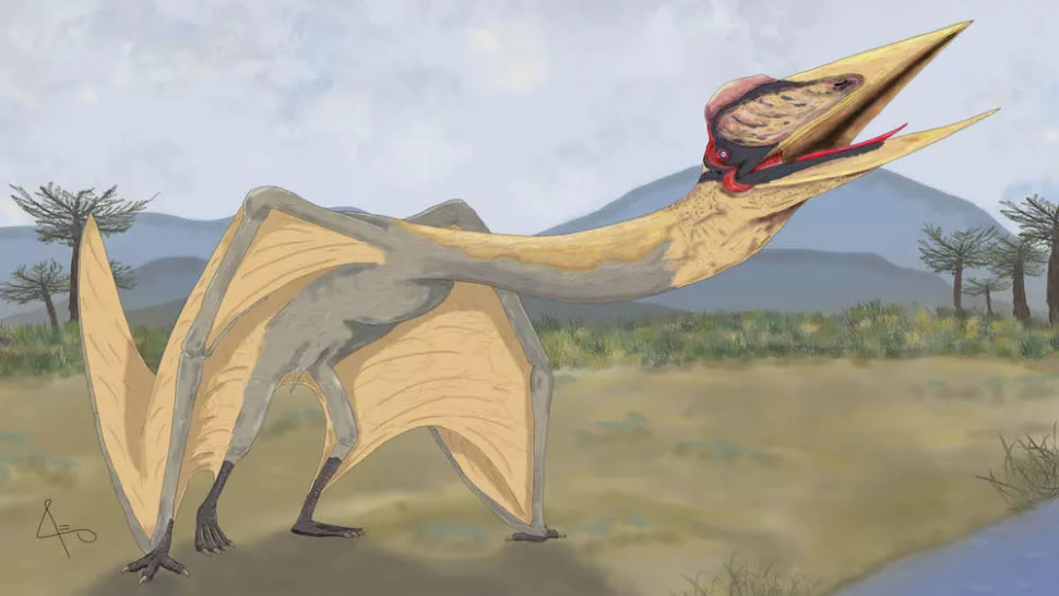 阿根廷出土翼展达9米的巨型“死神之龙”翼龙