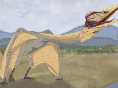 阿根廷出土翼展达9米的巨型“死神之龙”翼龙