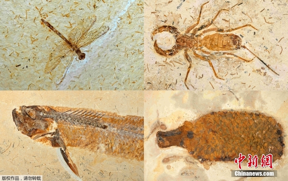 �����黹����998�黯ʯ