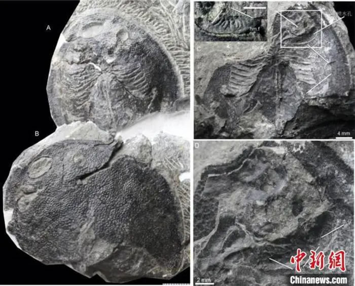 在云南曲靖早泥盆世宽甲鱼化石中首次发现鳃丝印痕，揭示人类的中耳曾经是鱼类用来呼吸的鳃。盖志琨 摄