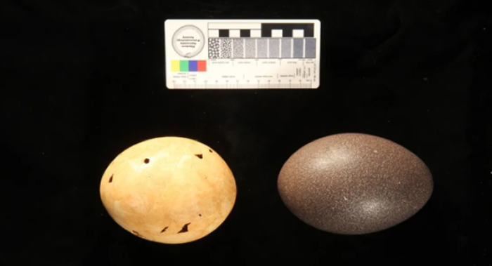 ��PNAS����־���Ĵ�����ʷǰ�޵����ڡ�ĩ��ħѼ��