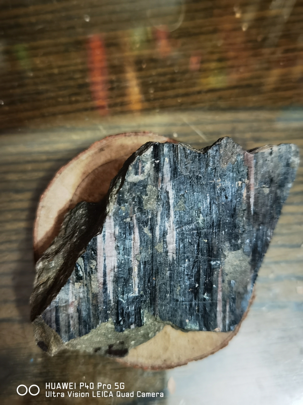 重庆明月山首次发现2亿年前木化石 或曾见证古长江诞生