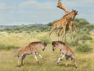 新疆准噶尔盆地中新世早期獬豸盘角鹿化石极大促进对长颈鹿长脖子演化的认识