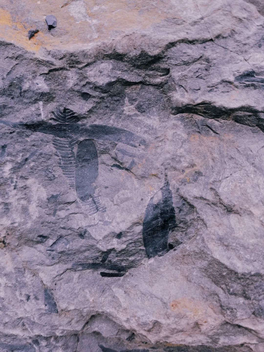 ϲԥСѧ꼶ѧҰʱǰֲﻯʯ