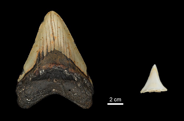上新世早期巨齿鲨与现代大白鲨的牙齿尺寸对比（图自：MPI / Evolutionary Anthropology）