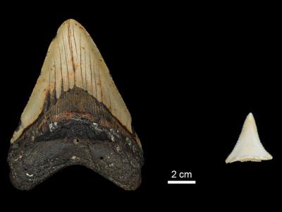 马克思·普朗克演化人类学研究所：与大白鲨竞争或导致巨齿鲨灭绝的新线索