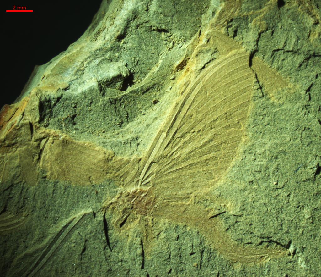 1.8亿年前的化石记录下远古蜉蝣举行“飞行婚礼”的珍贵场景