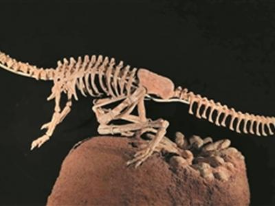 河源恐龙博物馆馆藏“恐龙蛋”近20000枚 居全球之冠