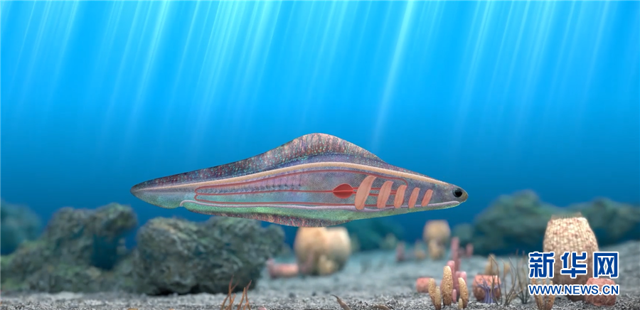 5.3亿年前的海洋生命长啥样你知道吗？