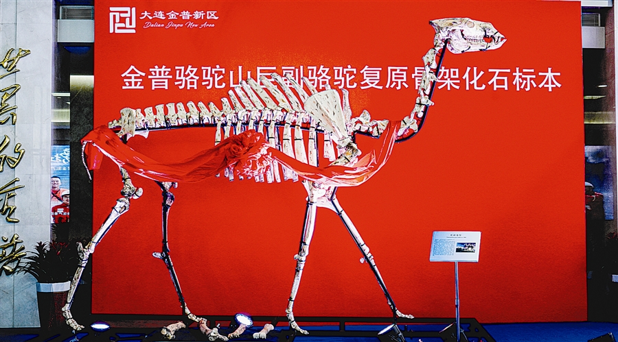 拥有三项“世界之最”的金普巨副骆驼标本首次面向公众展出