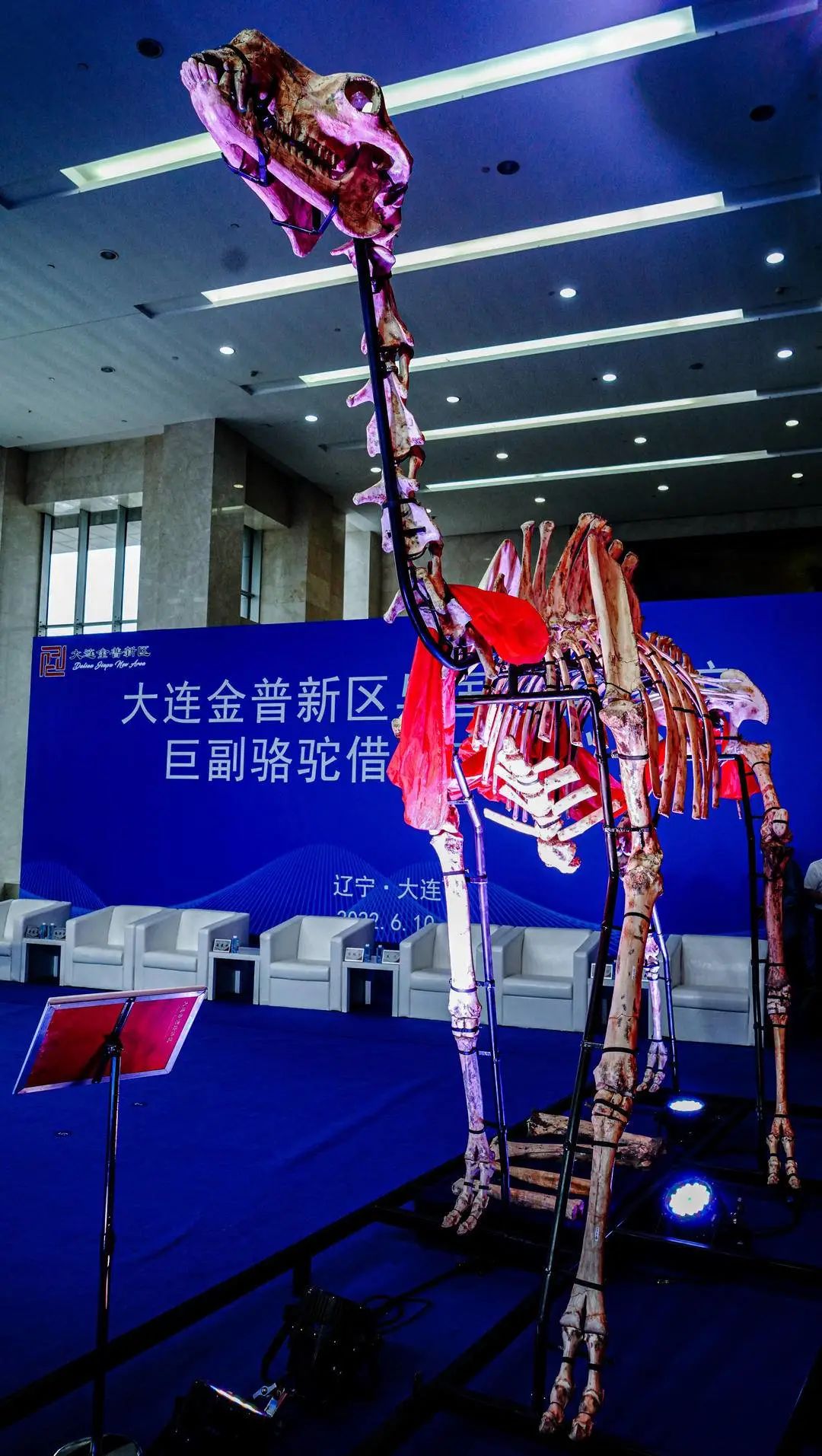 拥有三项“世界之最”的金普巨副骆驼标本首次面向公众展出