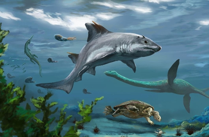 哥伦比亚发现新的古鲨鱼种类 生活1.35亿年前的白垩纪早期海洋中