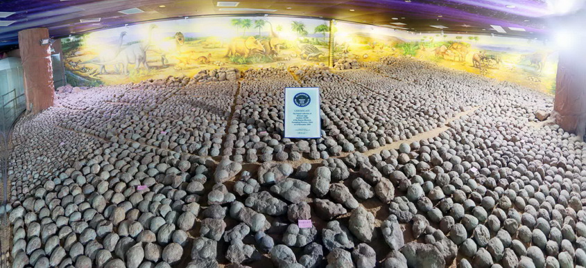 河源恐龙博物馆藏恐龙蛋近2万枚居全球之冠 将筹建华南地区首家恐龙研究院