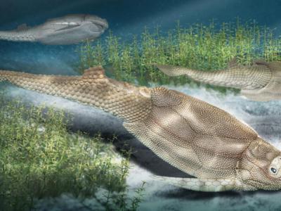 原始胴甲鱼揭秘有颌脊椎动物祖先的鳞列格局