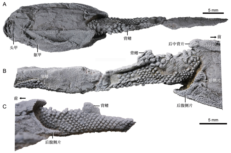原始胴甲鱼揭秘有颌脊椎动物祖先的鳞列格局