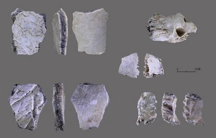 鲁山仙人洞遗址出土的部分人类头骨化石