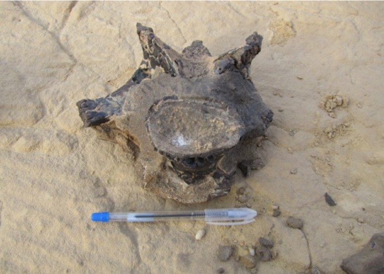 ����������ɳĮ����������ʯ��ַ����9800����ǰ���������ƿ�����ʯ