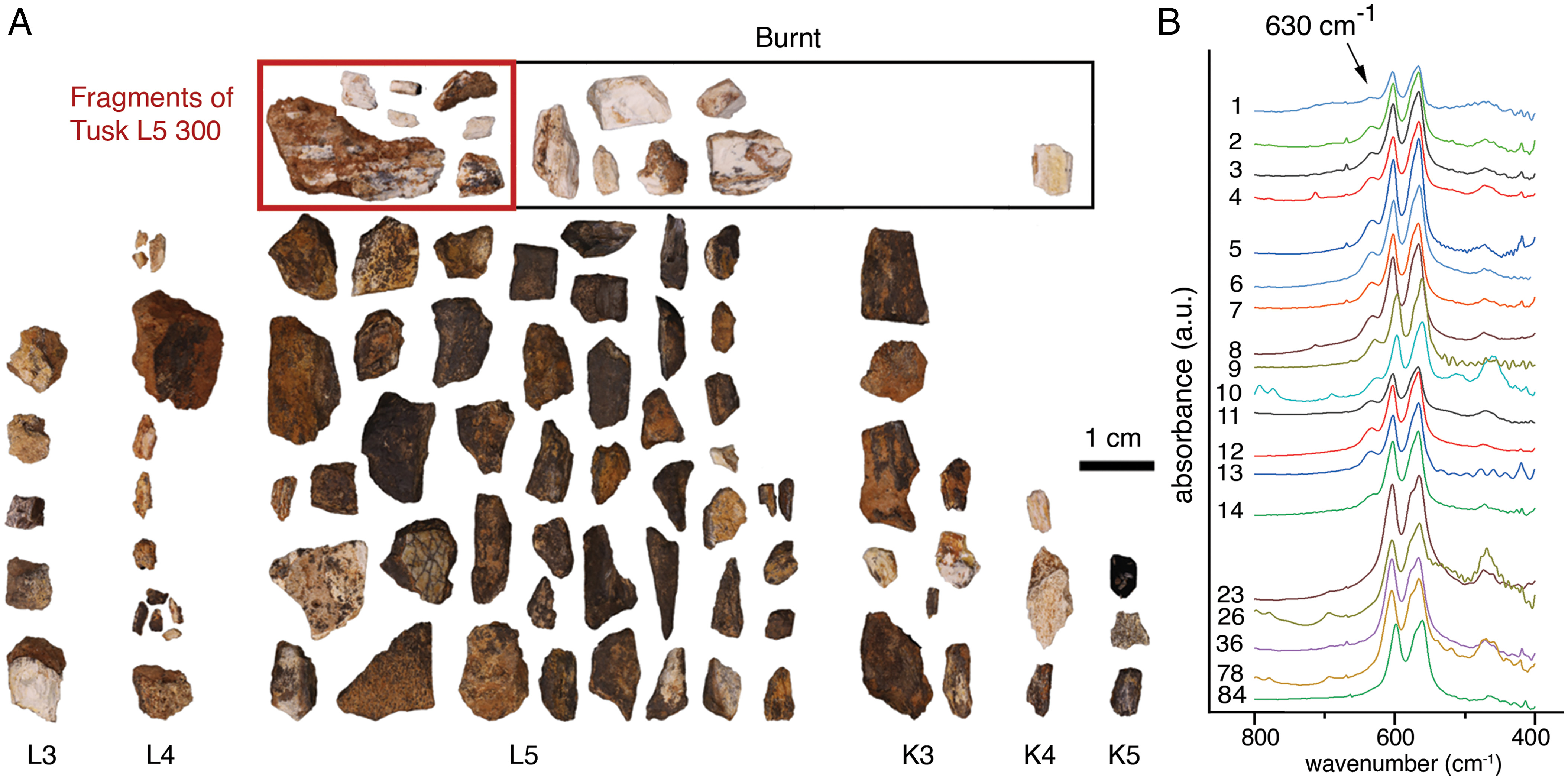 AI�˹����ܽ�������ѧ ��ɫ�п�ѧ�������ѧϰ�㷨���ֽ�100����ǰ�����û�֤��