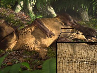 1.3亿年前鹦鹉嘴龙皮肤化石上发现首个恐龙“肚脐”
