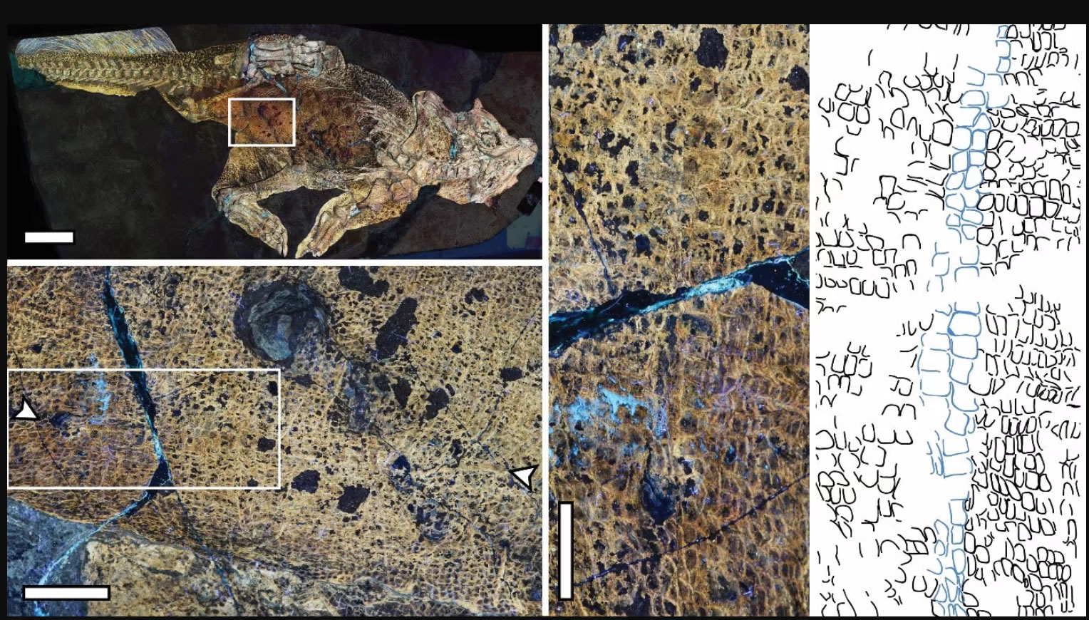 1.3����ǰ��������Ƥ����ʯ�Ϸ����׸����������ꡱ