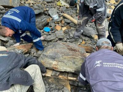 俄罗斯符拉迪沃斯托克海岸发现距今2.3-2.4 亿年的鱼龙肋骨化石
