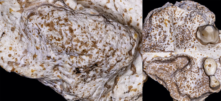 甘肃临夏盆地发现副美洲獾颅骨化石 是首只被科学记录的患骨化纤维瘤的鼬科动物