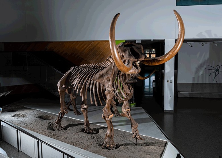 ����������ѧ���ƽ������Buesching��ǰϰ�߼����������