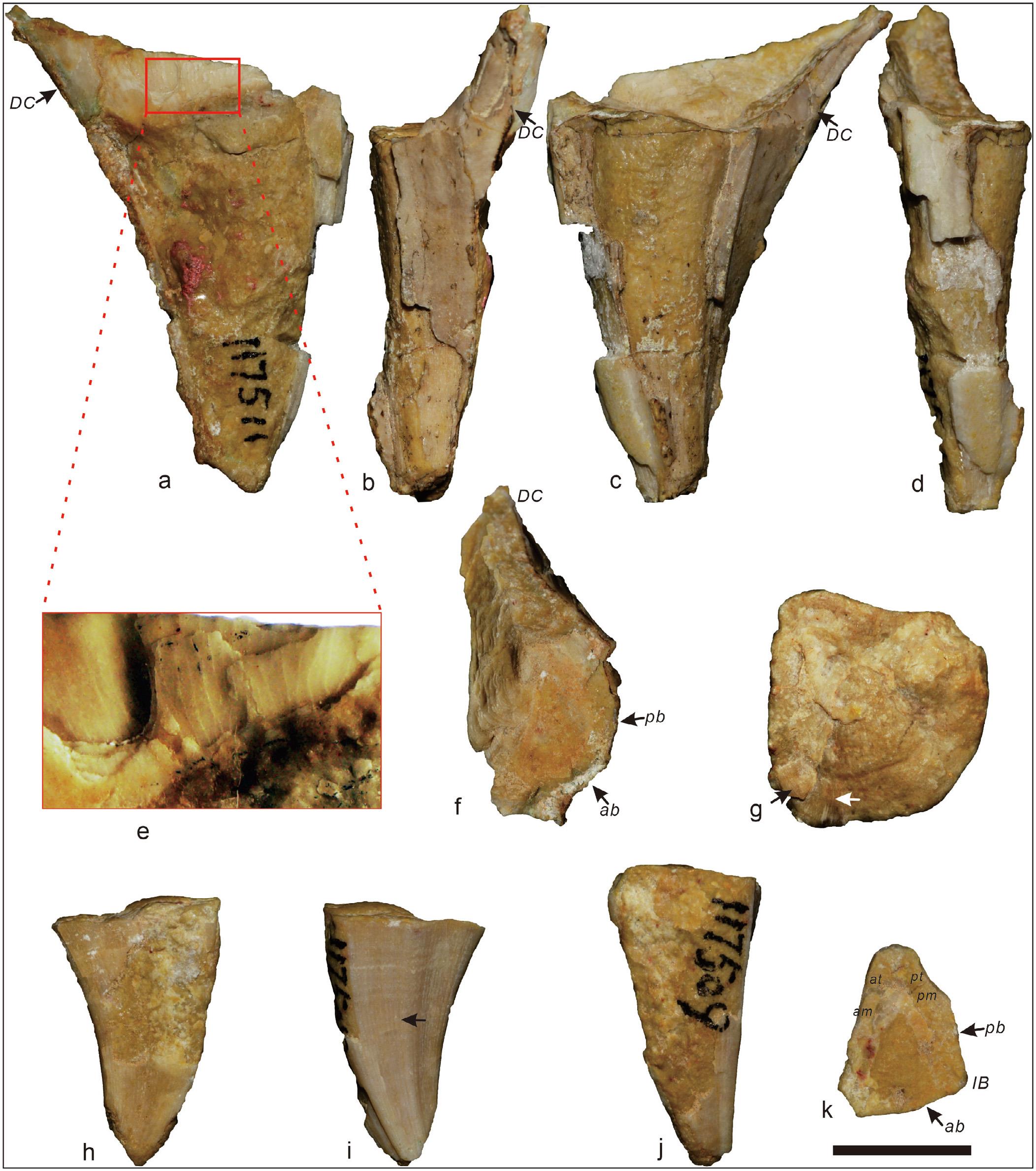 Glabrobournonia minor (Pojarkova)ߴ10 mm