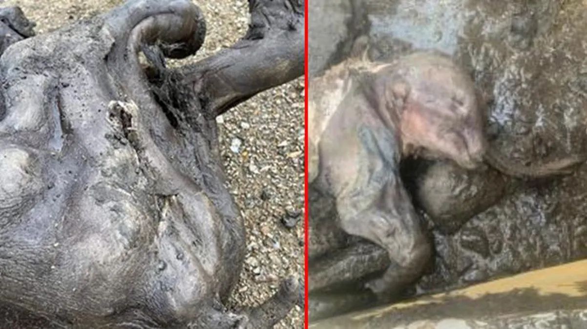 ���ô����յ�������з�������Ϊֹ��������������������������ʯ