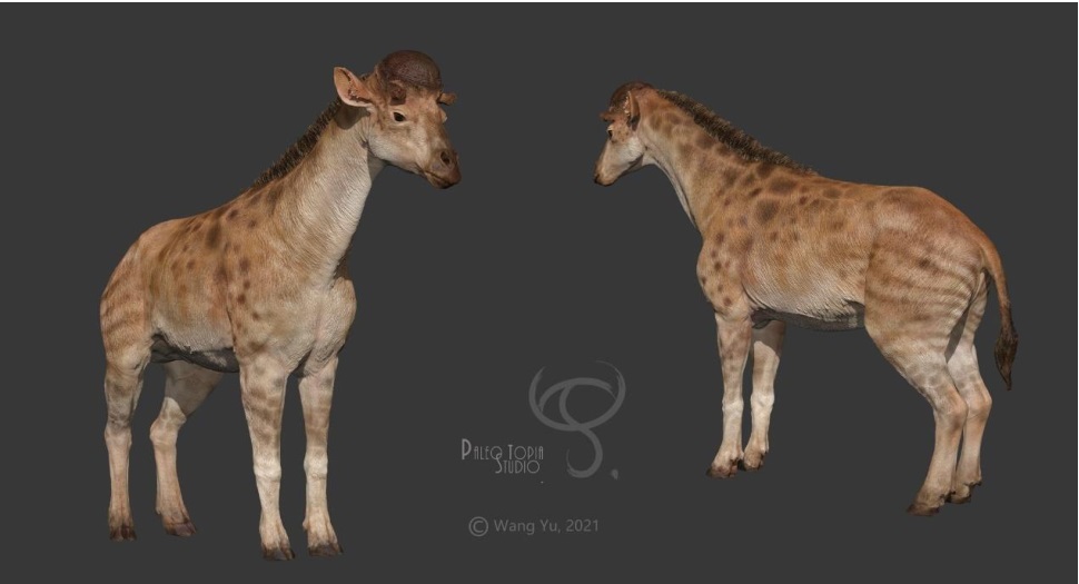 把史前长颈鹿复原出来,需要几步?