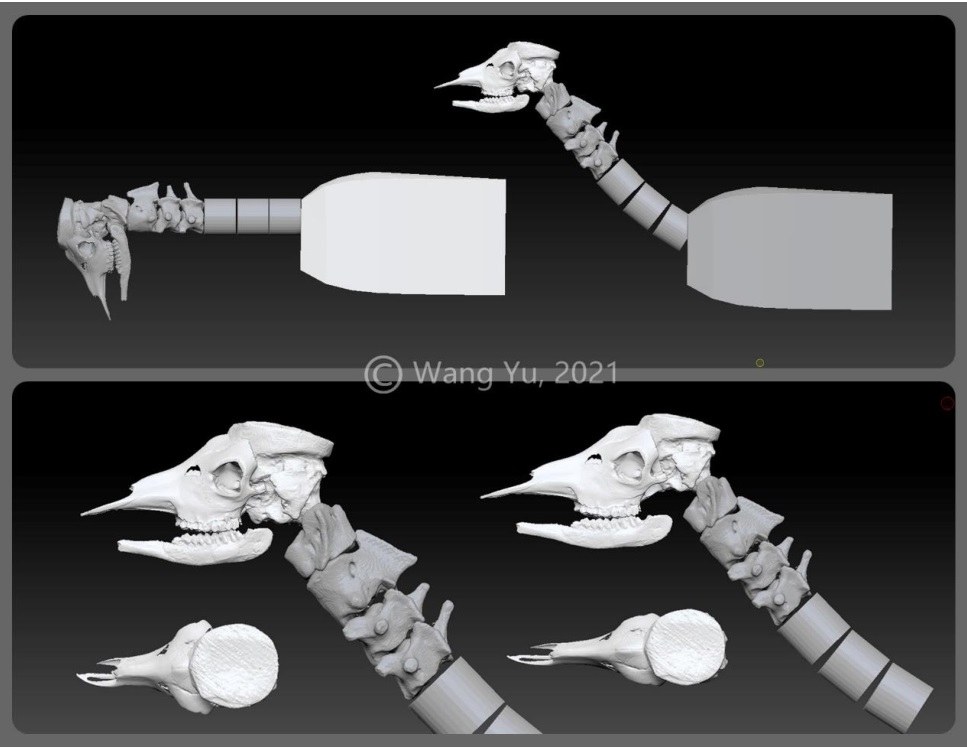 把史前长颈鹿复原出来,需要几步?