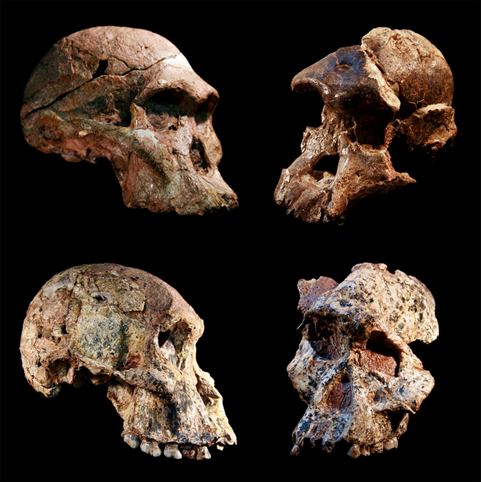 南非“人类摇篮”中的早期人类祖先化石可能比以前 