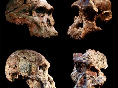 南非“人类摇篮”中的早期人类祖先化石可能比以前认为的要早100多万年