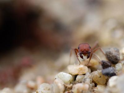在收获蚁这种会筑丘的小昆虫帮助下 古生物学家发现10种古代哺乳动物新物种