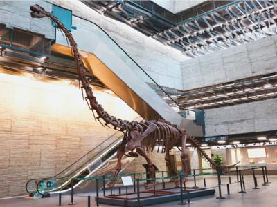 中国恐龙“霸气”来甬 宁波博物院开展
