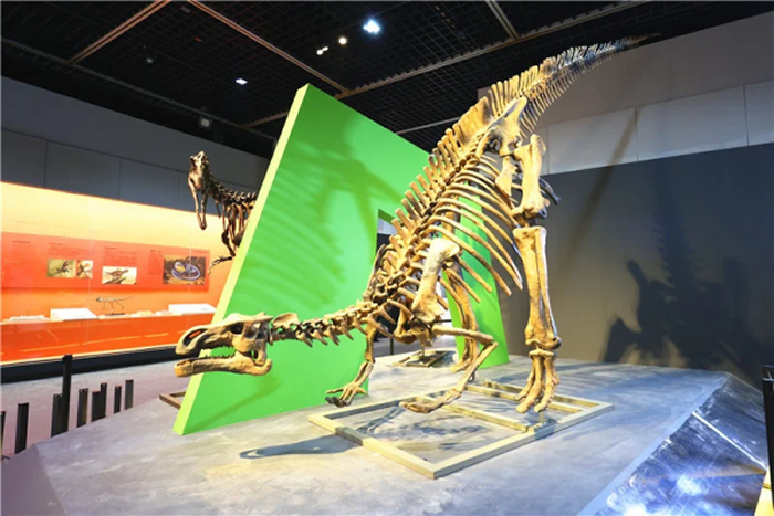 中国恐龙“霸气”来甬 宁波博物院开展