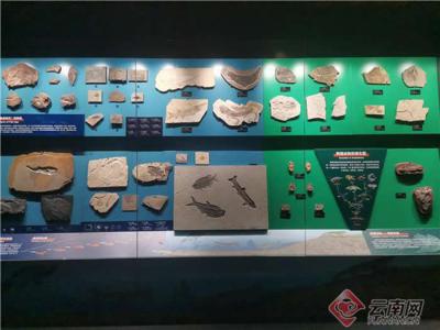 走进澄江化石地世界自然遗产博物馆（云南省自然博物馆）聊聊鱼类的那些事儿