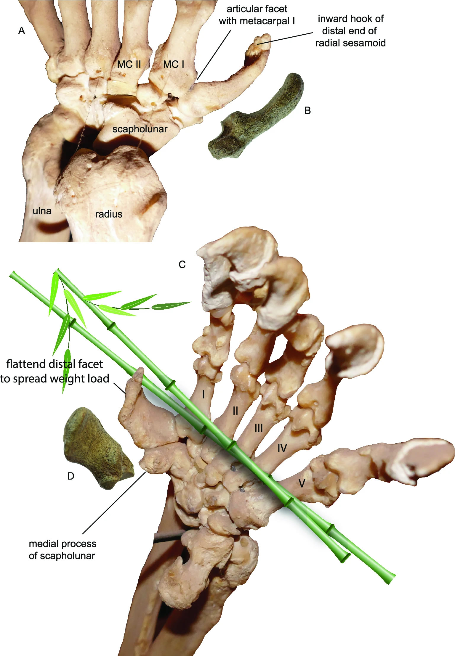 ʼ��è��αĴָ������è�����ӵ���ʷ׷�ݵ�600����ǰ