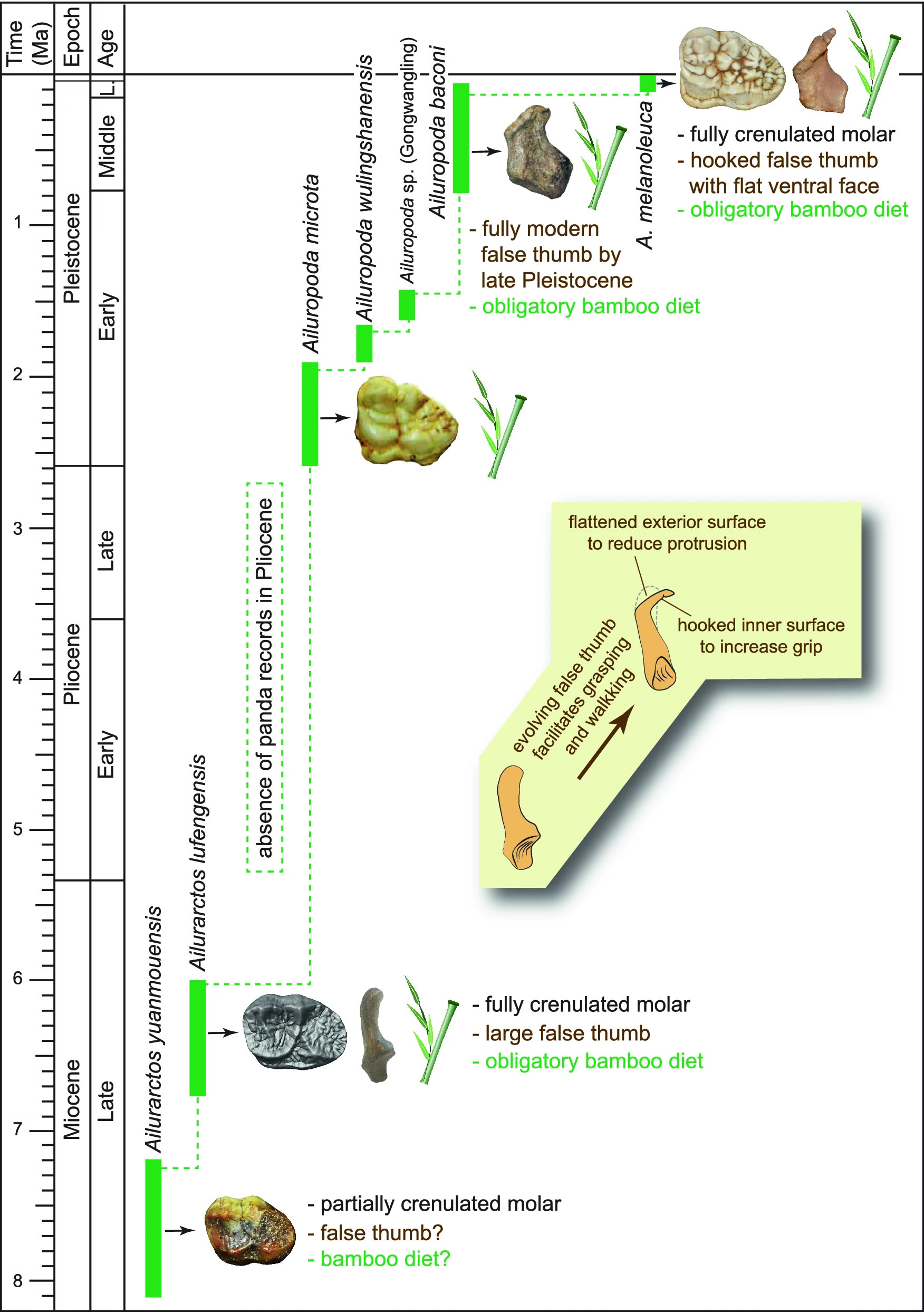 ʼ��è��αĴָ������è�����ӵ���ʷ׷�ݵ�600����ǰ