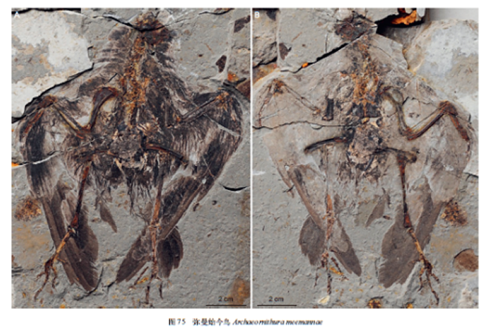 ���й��ż�׵����־������ֲ���ʽ����