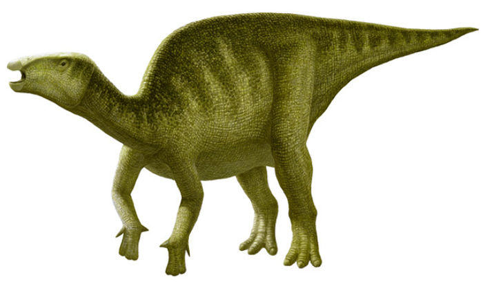 �ձ����־�������϶��ﻯʯ ���Լ1.3���������