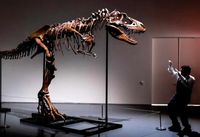 美国纽约将拍卖顶级食肉恐龙——戈尔冈龙化石骨架 估价800万美元