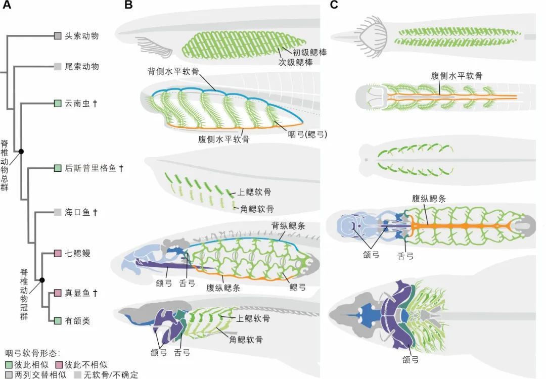 研究确认我国5.18亿年前澄江动物群中的云南虫是脊椎动物最原始类群