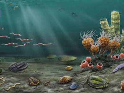 湖南永顺发现的特异埋藏化石库——列夕动物群 揭示奥陶纪生物大辐射早期海洋生态面貌